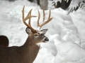 Winter Deer Yard Buck 4